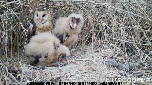 ▲草鴞幼鳥。（圖／林保署屏東分署提供）
