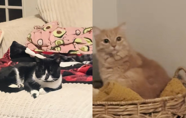暴風雪收留浪浪惹怒主子　「小三貓霸佔沙發取暖」橘貓後方怒瞪。（圖／翻攝自TikTok／kellijc）