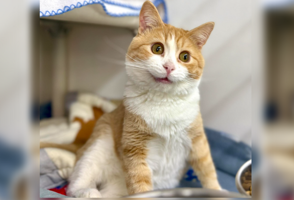 長得太AI！呆萌貓「超魔性笑容」爆紅　300萬網朝聖跨國求收養。（圖／翻攝自Facebook／Central Dakota Humane Society）