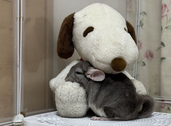 ▲。（圖／翻攝自X／@ChuchuJ1230）