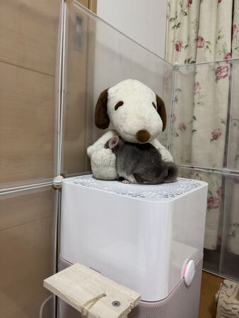 ▲。（圖／翻攝自X／@ChuchuJ1230）