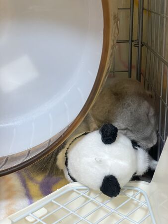 ▲。（圖／翻攝自X／@ChuchuJ1230）