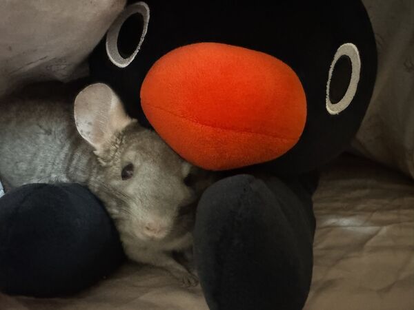 ▲。（圖／翻攝自X／@ChuchuJ1230）