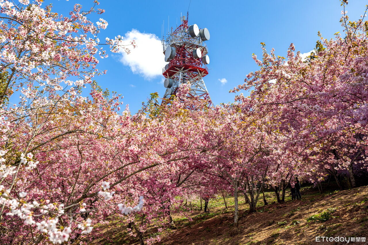 全台9大賞櫻景區懶人包 阿里山一路美到4月
