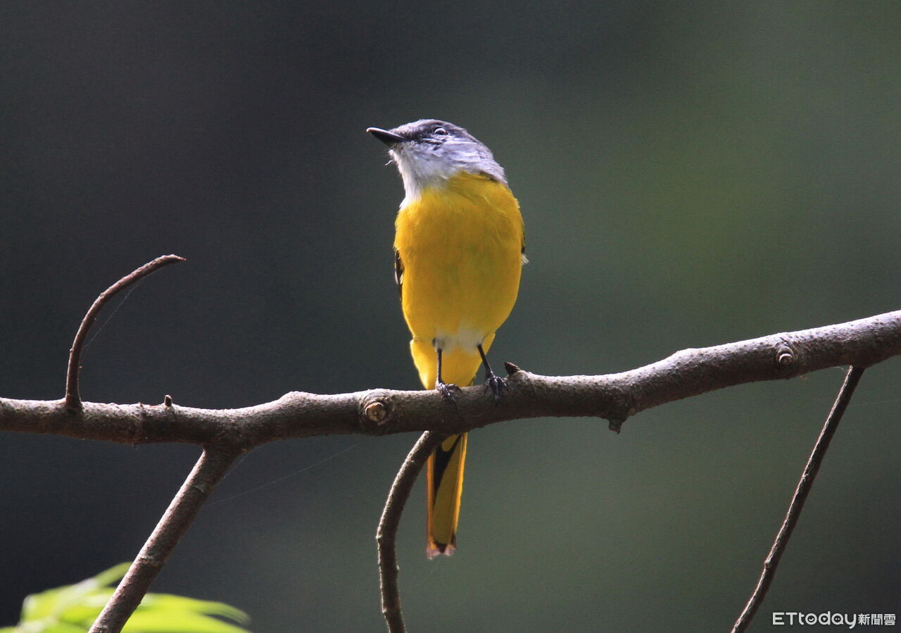 奧萬大3月推鳥類調查、地質礦物研習班 邀民眾探中海拔森林奧秘