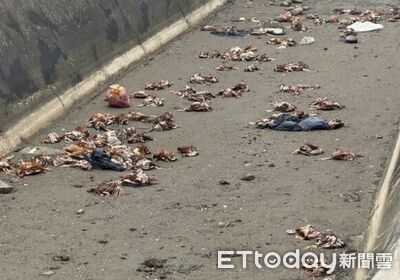 豐康蛋雞場業者棄屍病死雞遭當庭逮捕！涉詐欺遭聲押禁見