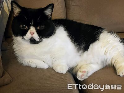 最強「碰瓷」慣犯！短腿貓借宿朋友家　下秒倒地滑行討摸摸