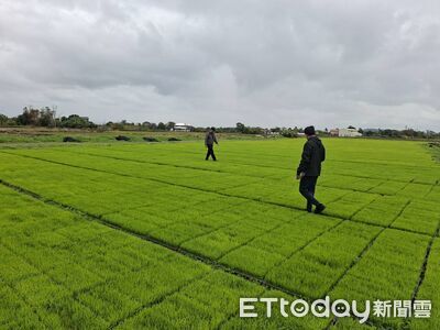 低溫害稻作！花蓮吉安6千箱秧苗受災　縣府爭取現金補助