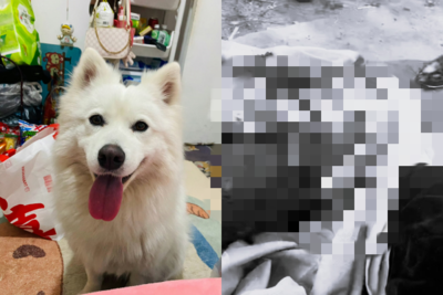 陸屁孩「燒死薩摩耶」事件落幕　飼主突刪光證據…引全網傻眼