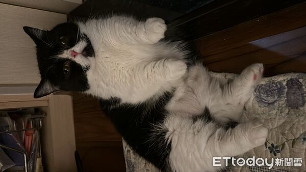 ▲▼最強「碰瓷」慣犯！短腿貓借宿朋友家　下秒倒地滑行討摸摸：手拿來（圖／林先生提供，請勿隨意翻拍，以免侵權。）