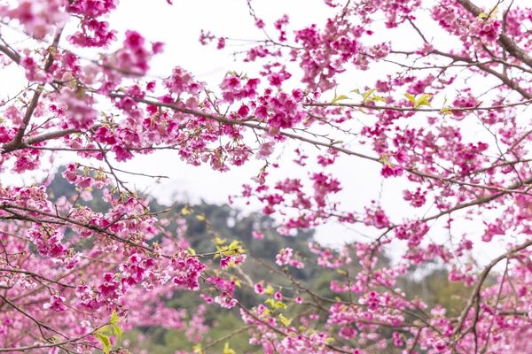 ▲▼三峽大熊櫻花林。（圖／部落客黑皮的旅遊筆記授權提供）