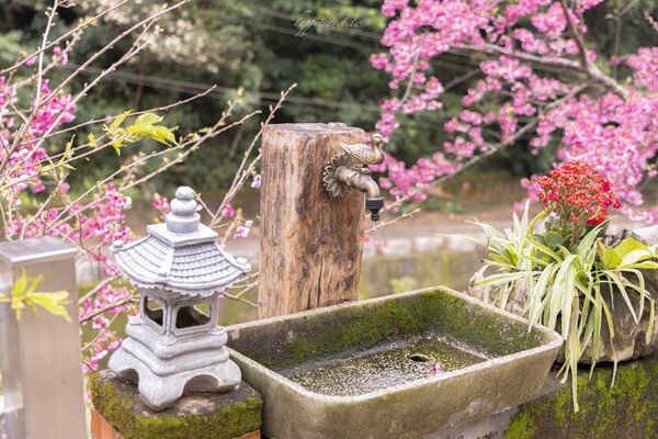 ▲▼三峽大熊櫻花林。（圖／部落客黑皮的旅遊筆記授權提供）