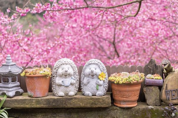 ▲▼三峽大熊櫻花林。（圖／部落客黑皮的旅遊筆記授權提供）