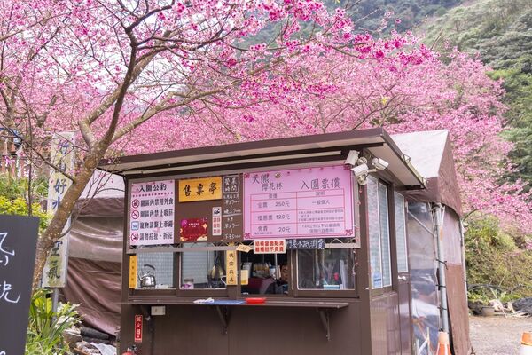 ▲▼三峽大熊櫻花林。（圖／部落客黑皮的旅遊筆記授權提供）