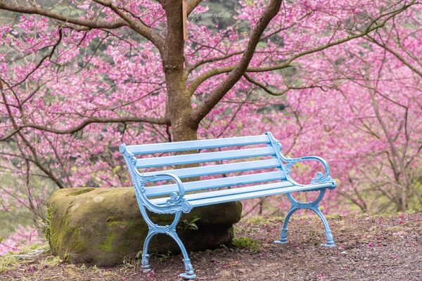 ▲▼三峽大熊櫻花林。（圖／部落客黑皮的旅遊筆記授權提供）