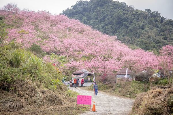 ▲▼三峽大熊櫻花林。（圖／部落客黑皮的旅遊筆記授權提供）