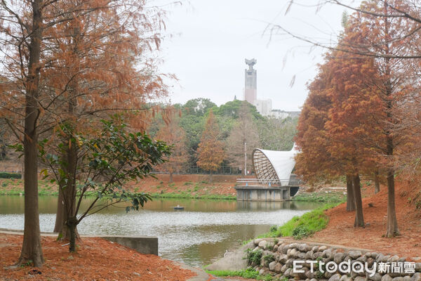 ▲陽明交大落羽松,落羽松。（圖／記者彭懷玉攝）
