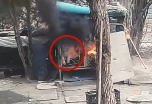 陸屁孩「燒死薩摩耶」殘忍畫面曝 飼主崩潰:監視器都是慘叫聲