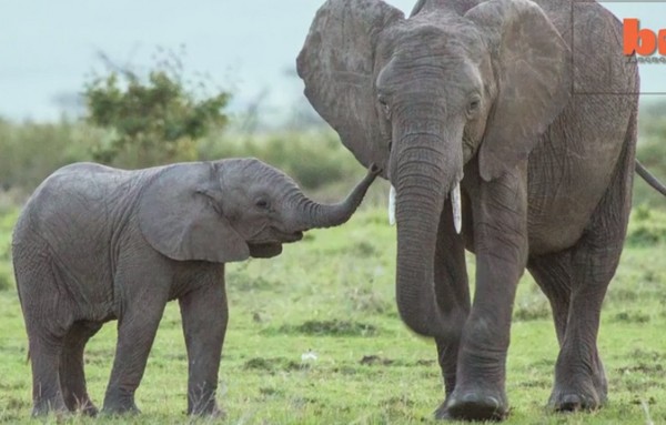 大象,母子,馬賽馬拉,國家保護區