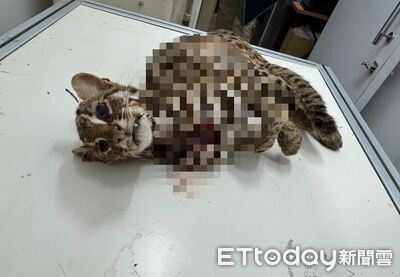 石虎遭槍殺瞪眼吐牙！主嫌「不懂法律」盼減刑不成　4罪判8年2月