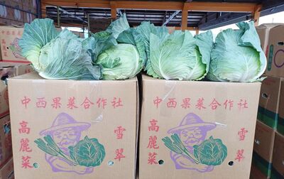 桃園年貨大街桃園、中壢2地消費3重送　不限金額送高麗菜