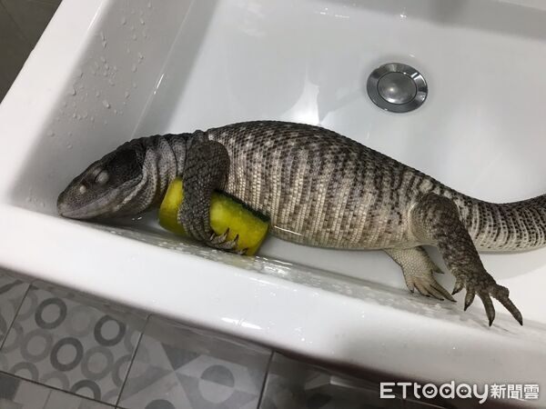 ▲。（圖／Threads@kimi_chen.0226提供，請勿隨意翻拍，以免侵權）