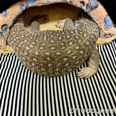 ▲。（圖／Threads@kimi_chen.0226提供，請勿隨意翻拍，以免侵權）