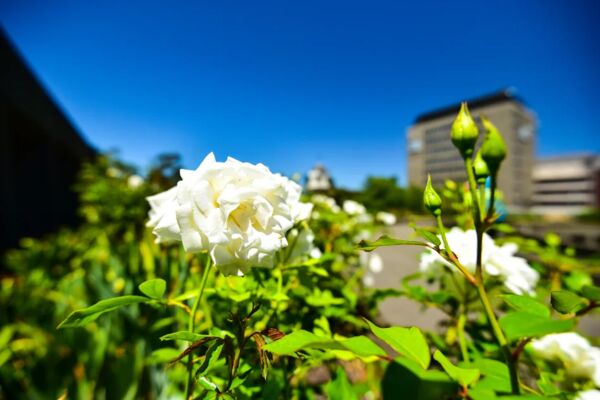 ▲▼墨爾本皇家展覽館＆斐茲洛伊花園。（圖／部落客Travel with Leo授權提供）