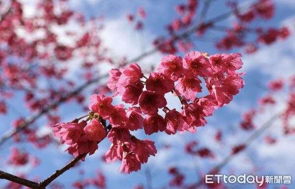 ▲草嶺石壁櫻花季即將登場，粉色花海沿著山坡與道路綻放，形成春日山城畫面。（圖／記者游瓊華翻攝）