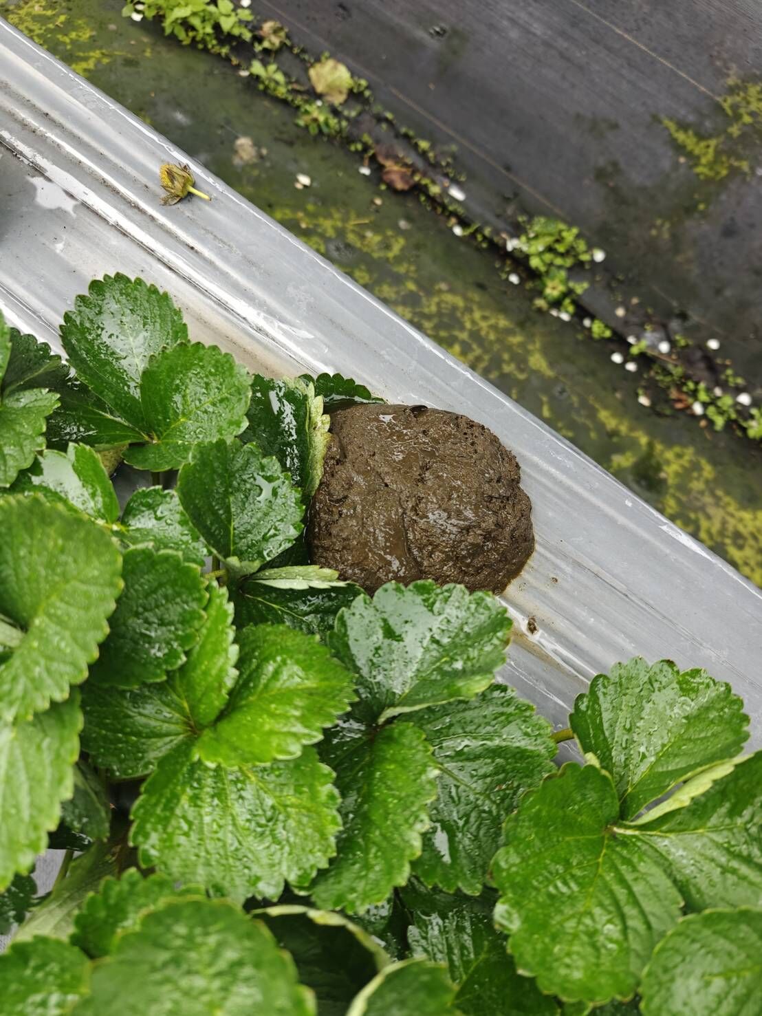 ▲「放養牛」逛大街釀車禍　竹縣無農藥草莓園遭闖入狂吃長達1年。（圖／劉耀駿提供，請勿隨意翻拍，以免侵權。）