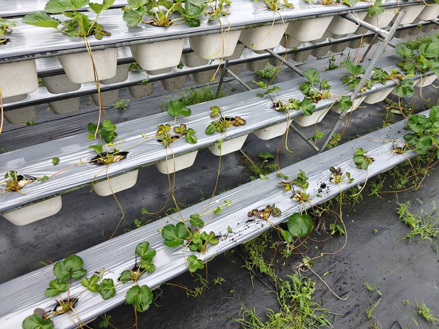 ▲「放養牛」逛大街釀車禍　竹縣無農藥草莓園遭闖入狂吃長達1年。（圖／劉耀駿提供，請勿隨意翻拍，以免侵權。）