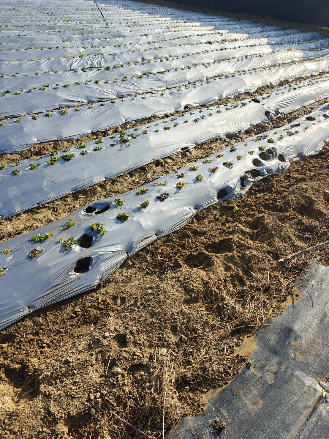 ▲「放養牛」逛大街釀車禍　竹縣無農藥草莓園遭闖入狂吃長達1年。（圖／劉耀駿提供，請勿隨意翻拍，以免侵權。）