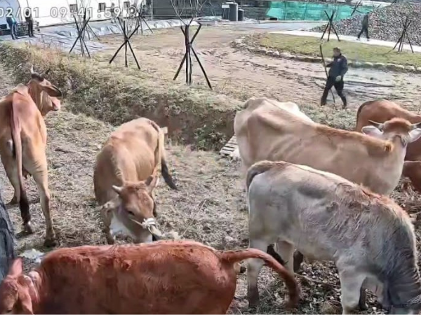 ▲「放養牛」逛大街釀車禍　竹縣無農藥草莓園遭闖入狂吃長達1年。（圖／劉耀駿提供，請勿隨意翻拍，以免侵權。）