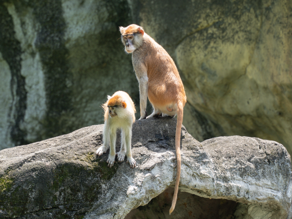 ▲▼台北動物園遊客拿香蕉餵紅猴　周遭民眾喊「請勿餵食」仍當耳邊風。（圖／翻攝自台北市立動物園）