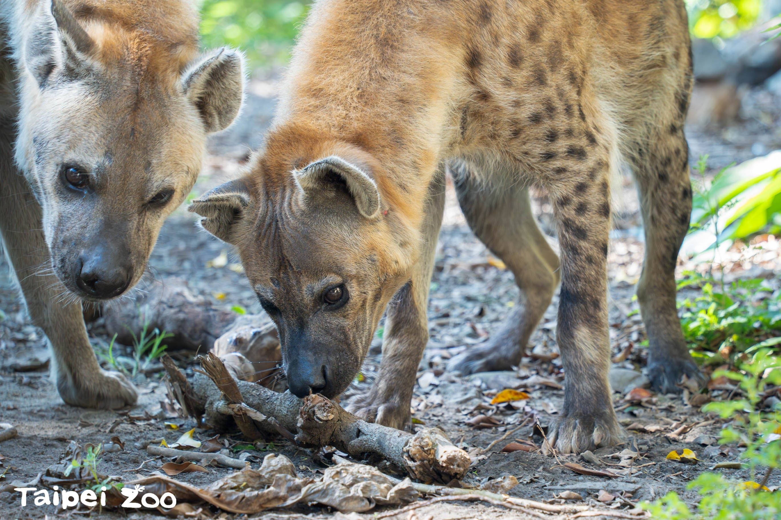 ▲▼台北動物園遊客拿香蕉餵紅猴　周遭民眾喊「請勿餵食」仍當耳邊風。（圖／翻攝自台北市立動物園）