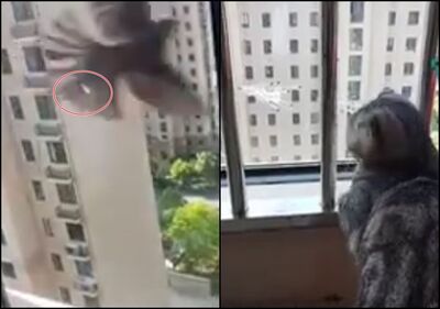 貓咪傻眼！記仇鳥每天飛來找牠「潑糞」　飼主崩潰：怎麼惹到的