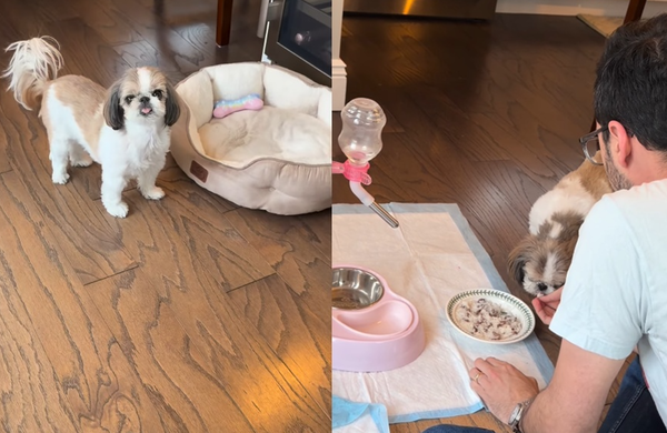 挑嘴西施犬拒絕吃飯飯　「主人苦勸沒用」聽2字秒變臉：我乖乖吃。（圖／翻攝自Instagram／ceilithepuppy）