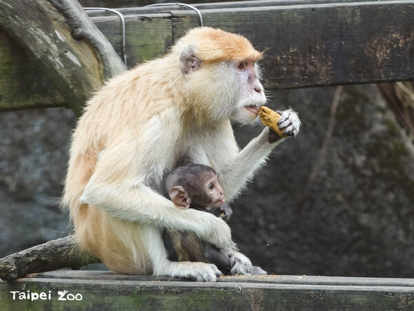 紅猴濡牧幼年。（圖／台北市立動物園提供）