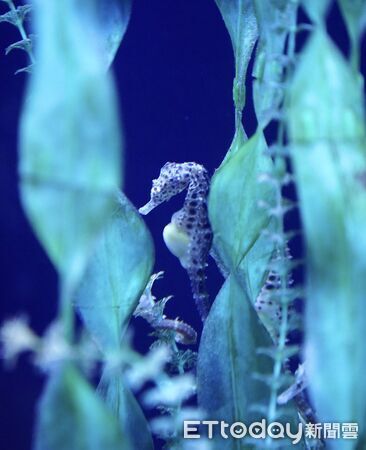 ▲▼澎湖水族館推出「海馬迎新春」主題活動。（圖／記者陳韋男攝）