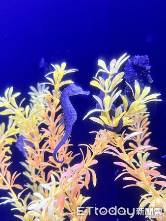 ▲▼澎湖水族館推出「海馬迎新春」主題活動。（圖／記者陳韋男攝）
