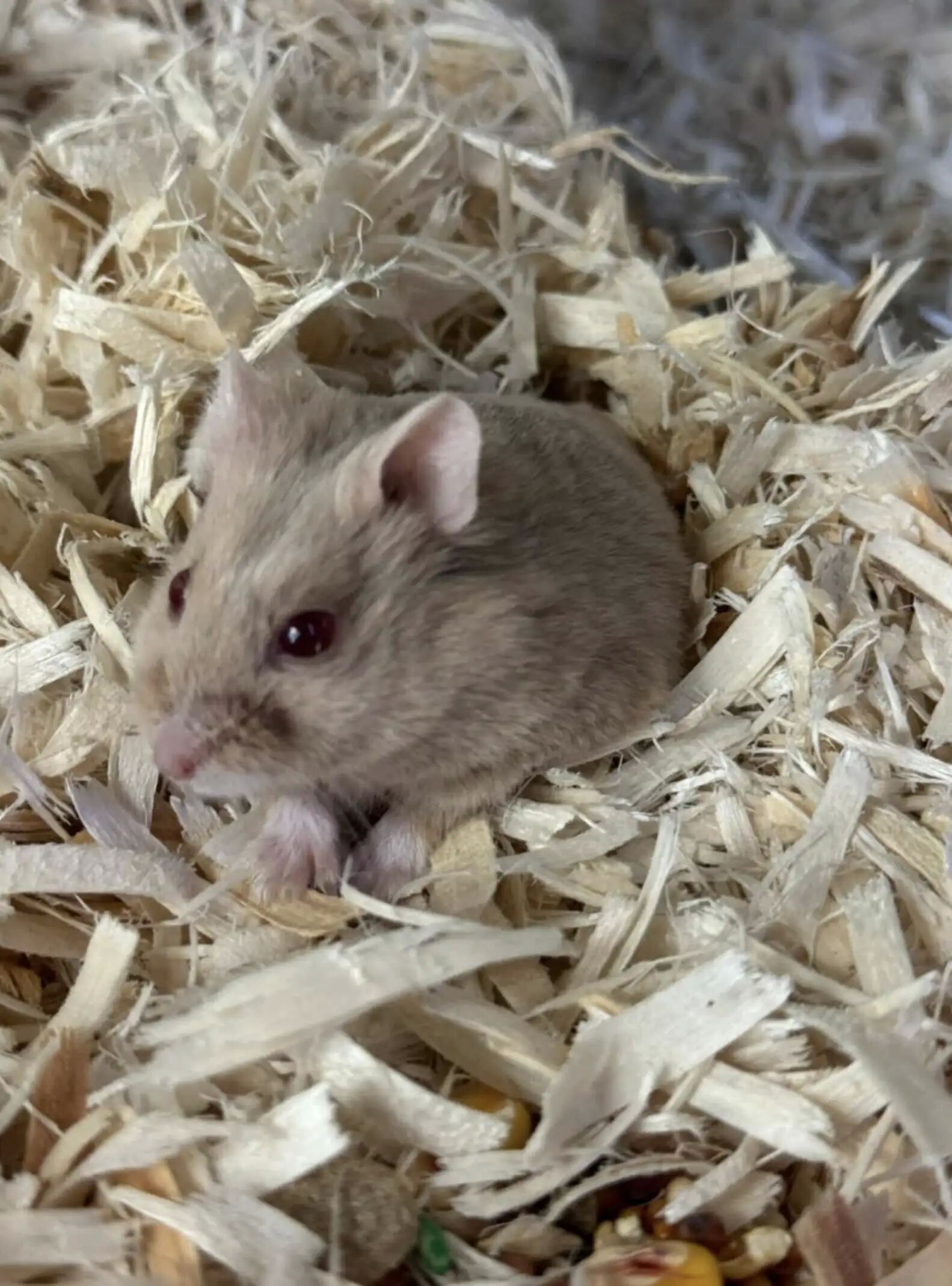 ▲紐約「免費倉鼠」自由領養　數十隻鼠寶被丟公園寒冬中自生自滅。（圖／翻攝自The dodo、Sean Casey Animal Rescue）