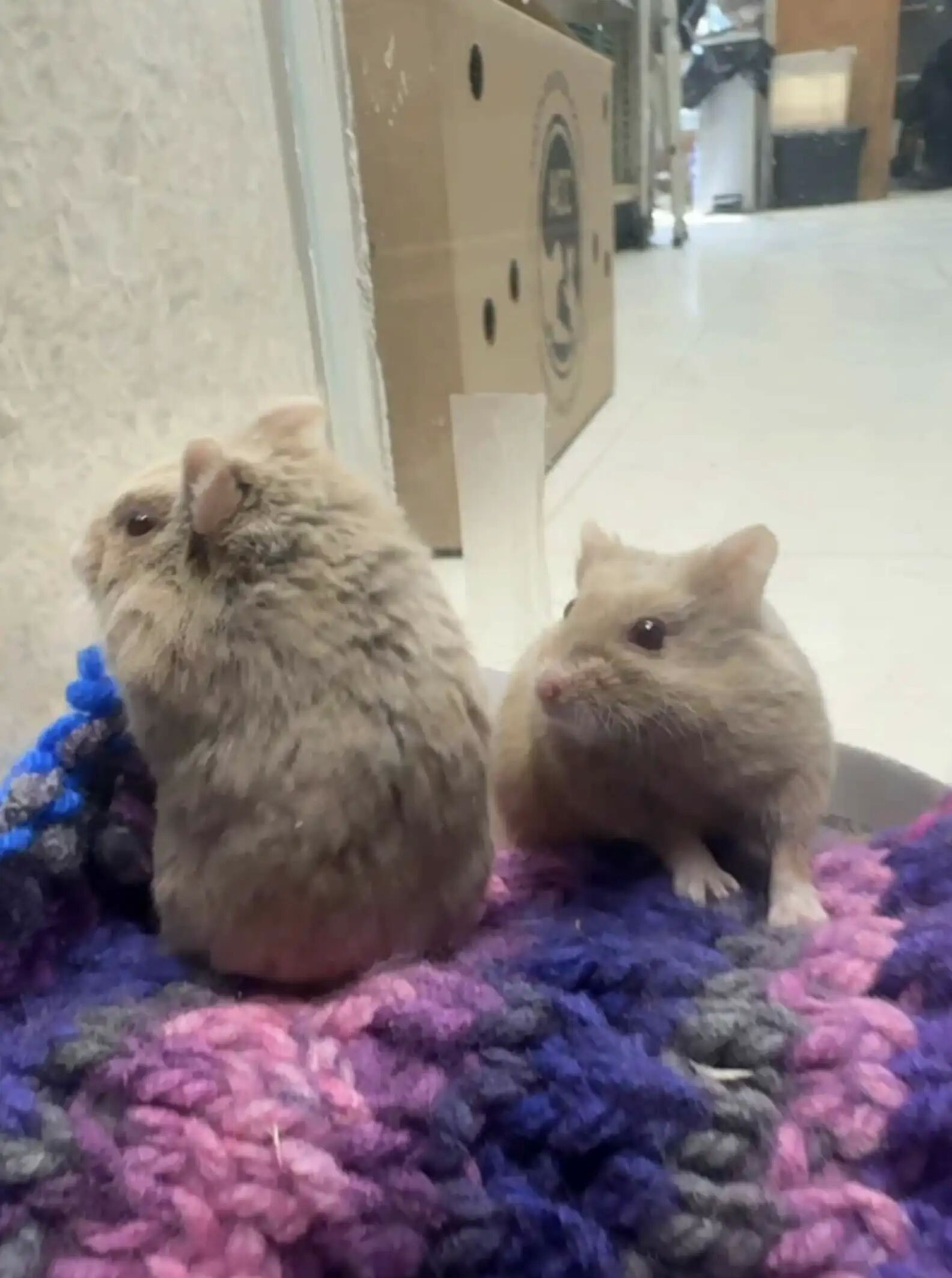 ▲紐約「免費倉鼠」自由領養　數十隻鼠寶被丟公園寒冬中自生自滅。（圖／翻攝自The dodo、Sean Casey Animal Rescue）