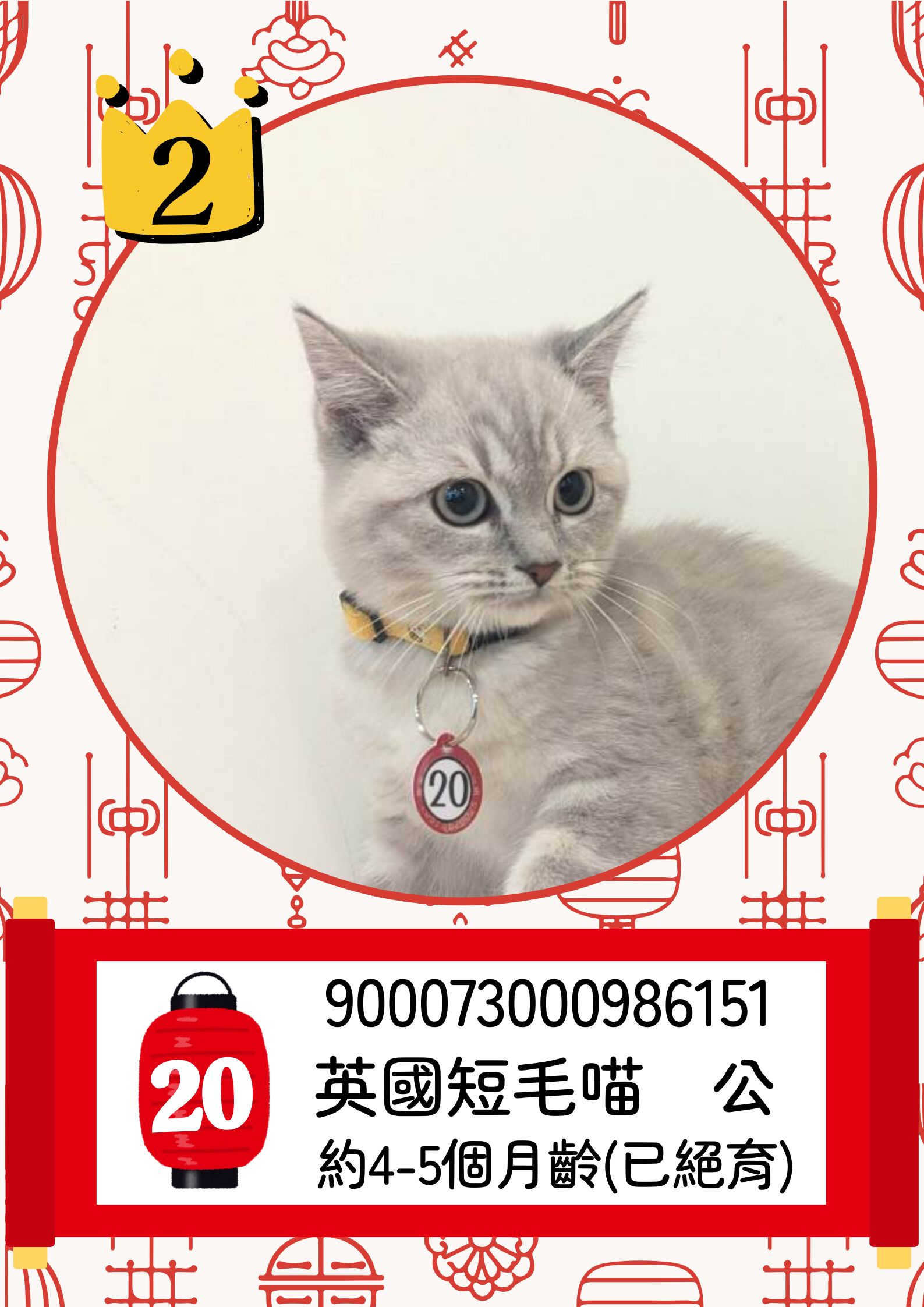 ▲▼  「喵星人命定配對」活動中籤率0.65% ，2月8日抽出幸運飼主 。（圖／嘉義縣政府提供）