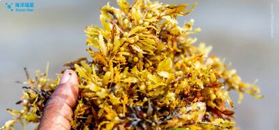 馬尾藻公害變綠能！　台灣綠能國家隊助友邦貝里斯「點害成金」