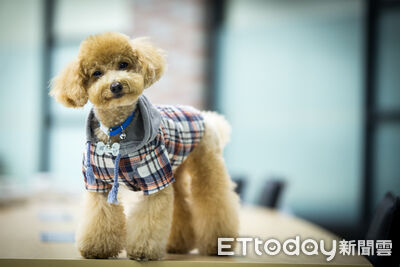 毛小孩也要漂亮迎馬年　消保處提醒：掌握寵物美容契約5重點