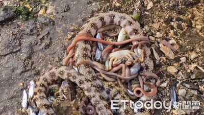 新北馬岡潮間帶慘遭毒害　水中生物大量死亡...疑為捕捉海蟲下藥