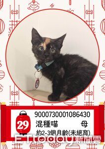 嘉義喵星人認養5660人搶29名額　中籤率僅0.65%