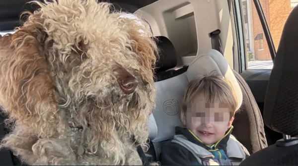 零下6度低溫！女暴風雪好心「帶流浪犬回家照顧」　竟吃上官司。（圖／翻攝自募款網站）