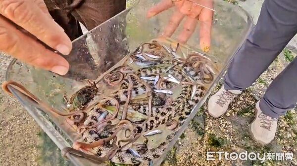 ▲新北馬岡潮間帶生態疑遭毒害 里長怒斥生態殺手。（圖／記者郭世賢翻攝）