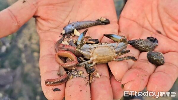▲新北馬岡潮間帶生態疑遭毒害 里長怒斥生態殺手。（圖／記者郭世賢翻攝）